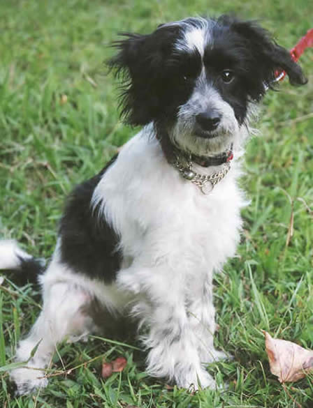 Papillon Poodle Cross