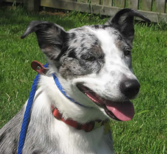 australian shepherd italian greyhound mix